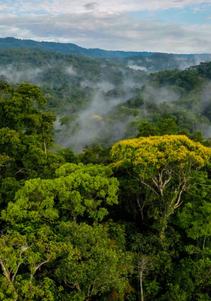 A mountain forest with the hills covered in fog and a beautiful cloudscape