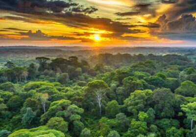 sunset over green trees in Amazon rainforest