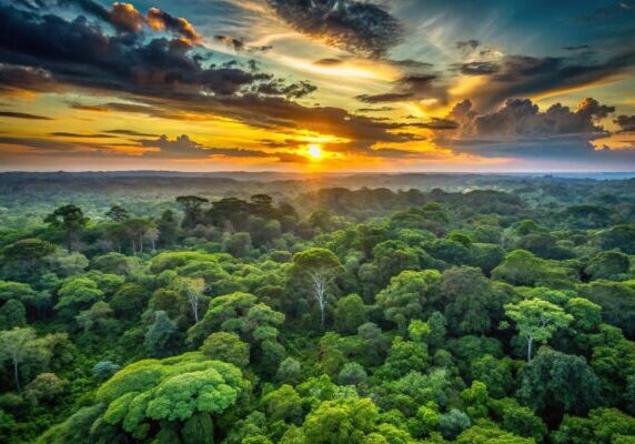 sunset over green trees in Amazon rainforest